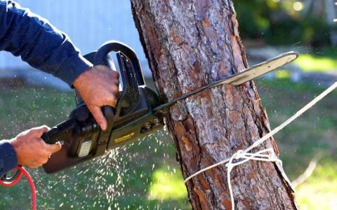 minessota tree removal