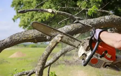 minessota tree trimming