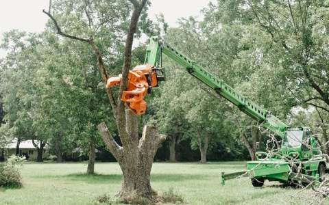 minessota tree removal