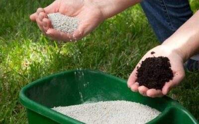 Lawn Fertilization: 5 Benefits Of Investing In Fertilization