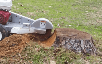 Is Tree Stump Removal Necessary?