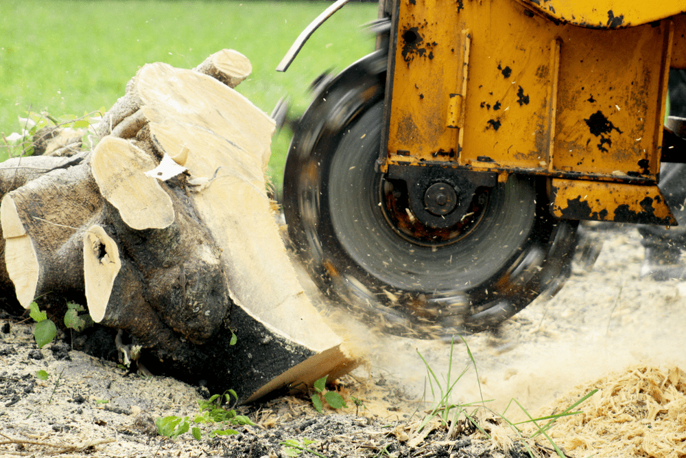 tree stump removal