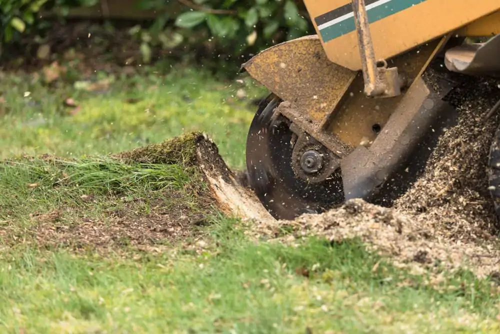 tree stump removal