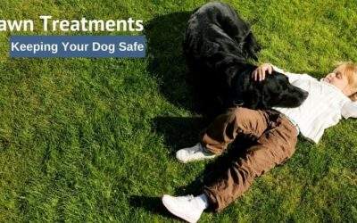 Keep Pets Safe During Lawn Care Treatments