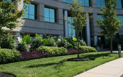 Kentucky Bluegrass: Best Type of Grass for Commercial Properties in Minnesota