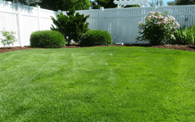 St. Augustine Grass: How Do I Make It Thicker?