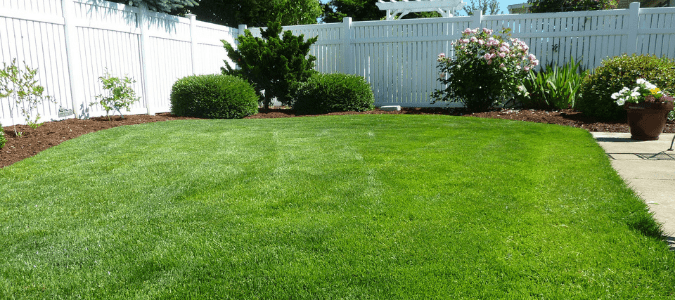 St. Augustine Grass: How Do I Make It Thicker?