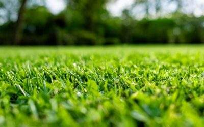 Winter guide: Maintaining your lawn