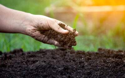 Enhancing Your Soil