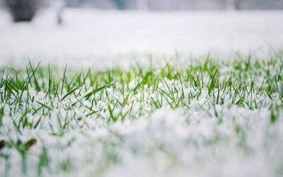 Winter Lawn Care: Prepare Your Lawn & Protect Your Grass