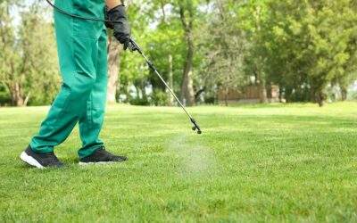 Pre-Emergent Weed Control: 5 Things You Need to Know About