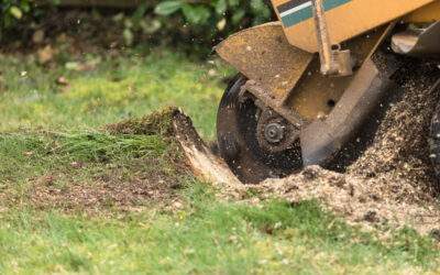 5 Reasons You Need to Remove Stump ASAP