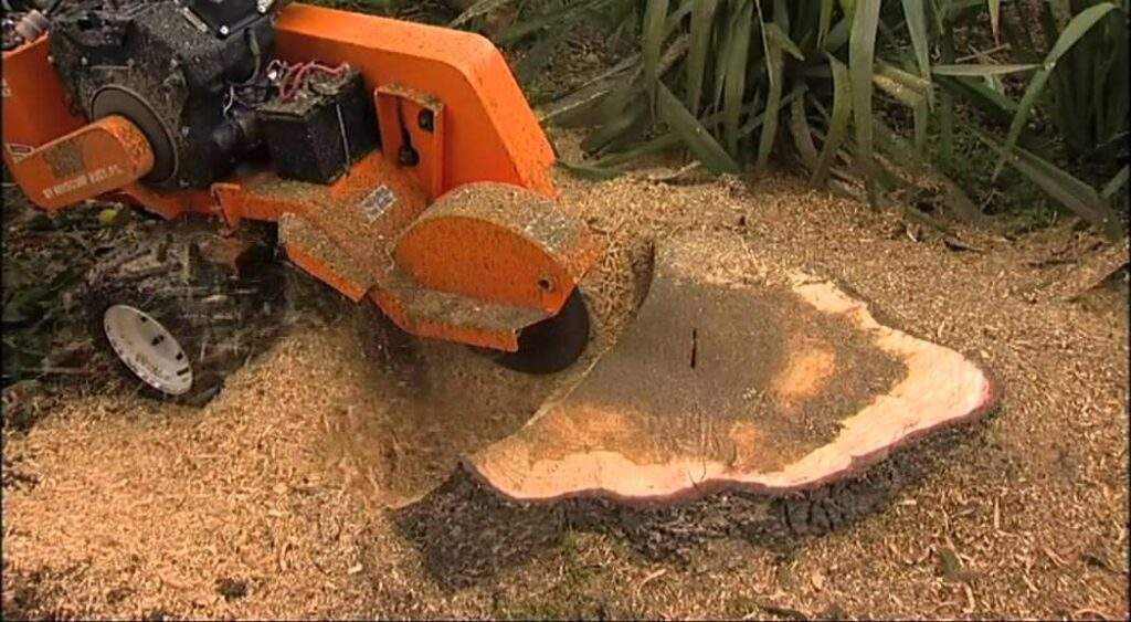 remove stump