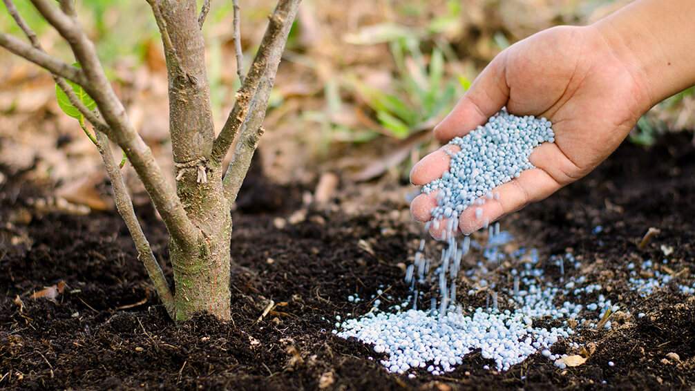 tree and shrub fertilizer