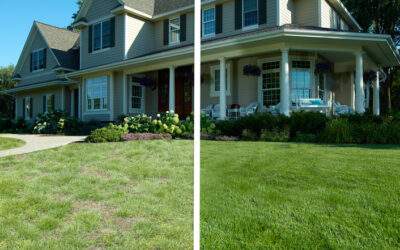 Everything About Lawn Renovation in Minnesota Explained