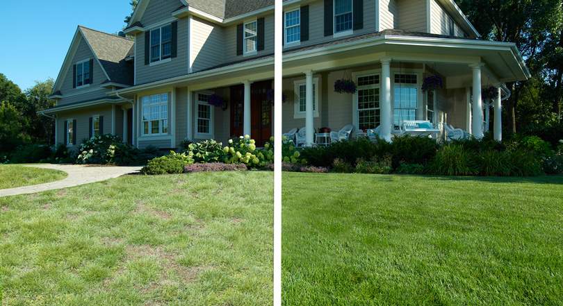 Everything About Lawn Renovation in Minnesota Explained
