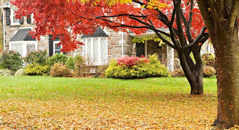 Autumn Lawn Care 3 Best Practices In Minnesota