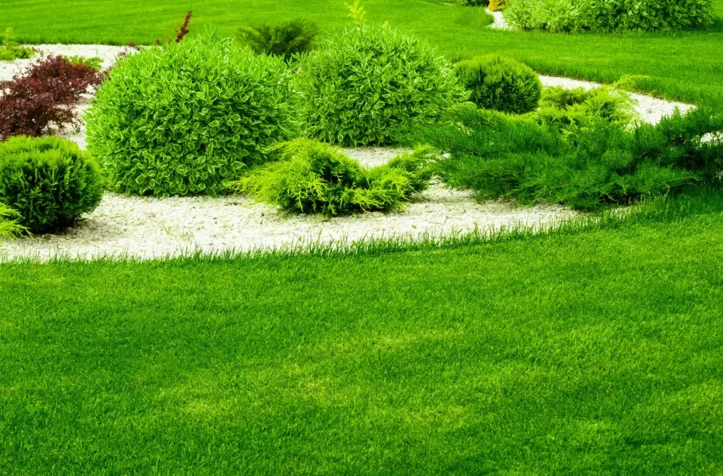 September is Lawn Renovation Time in Minnesota