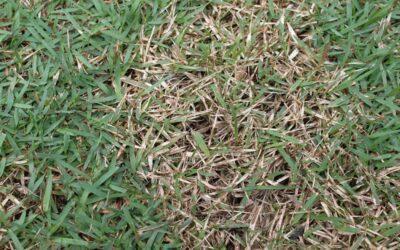 Lawn Fungicide and Lawn Diseases: All You Need To Know