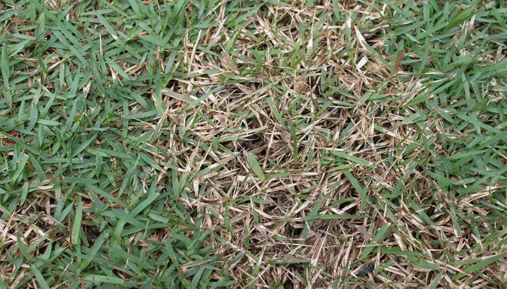 Lawn Fungicide and Lawn Diseases: All You Need To Know
