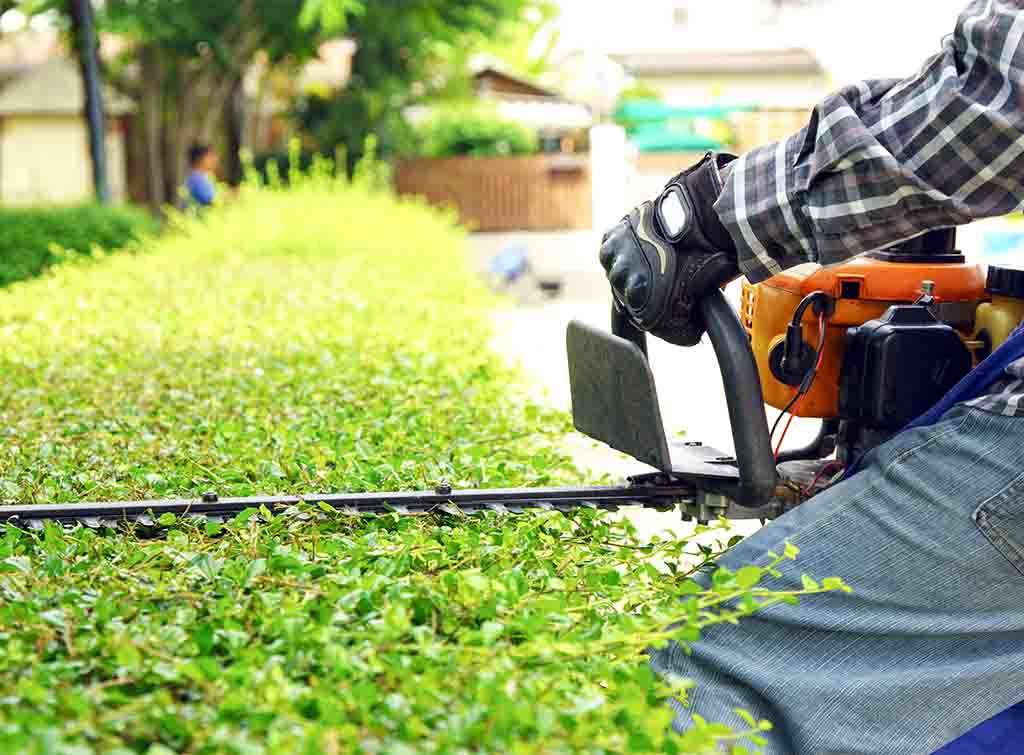 hedge trimming services