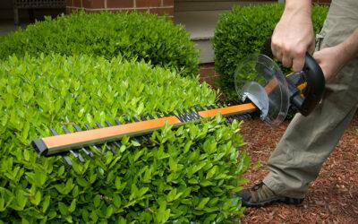 Best 3 Reasons To Hire Hedge Trimming Services In Minnesota