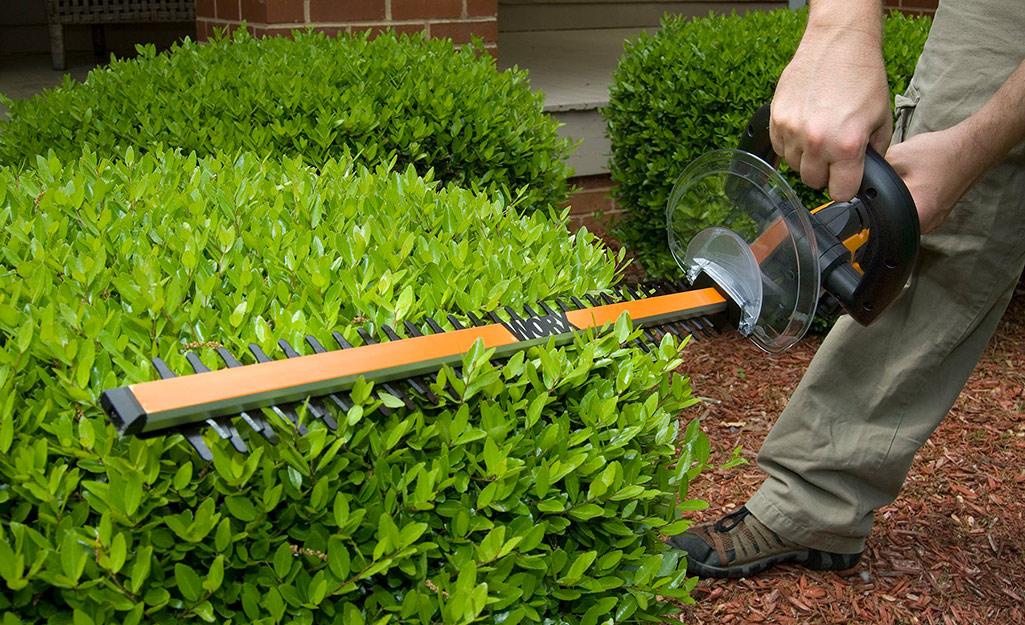 Best 3 Reasons To Hire Hedge Trimming Services In Minnesota