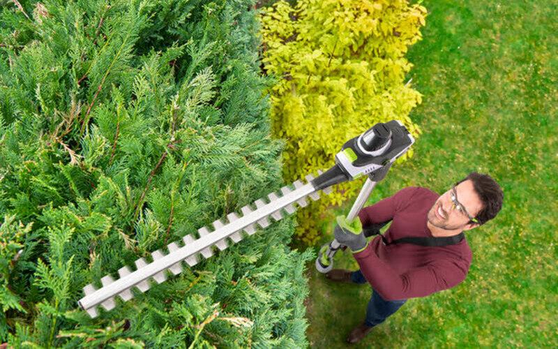 hedge trimming services