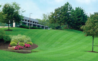 Save Time & Money With Edina Commercial Landscaping Services