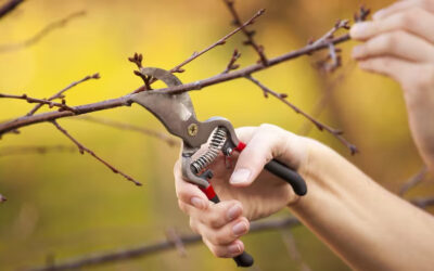 Pruning Services For Minnetonka MN Landscapes