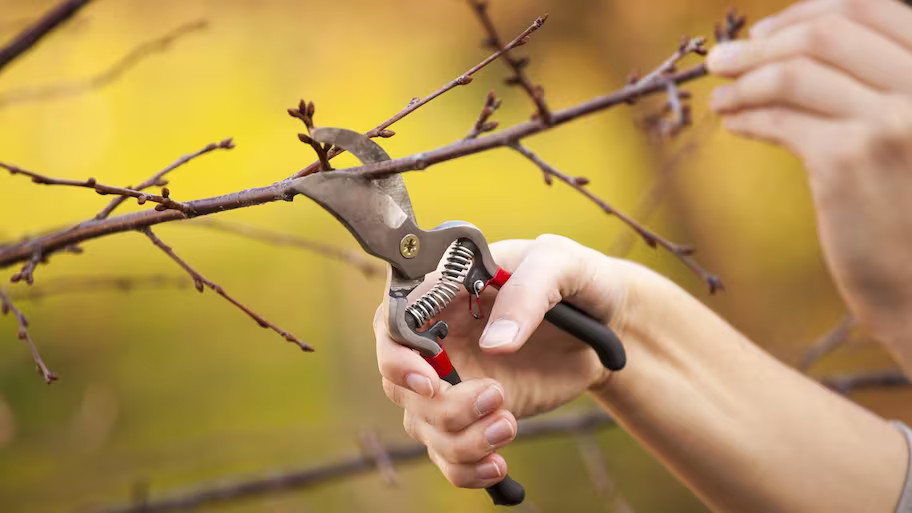 Pruning Services For Minnetonka MN Landscapes