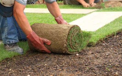 Seeding vs Sod Installation: Expert Tips for a Lush Lawn