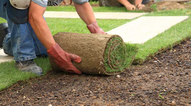 Seeding vs Sod Installation: Expert Tips for a Lush Lawn