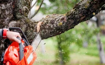 4 Things to Look for in a Tree Removal Service