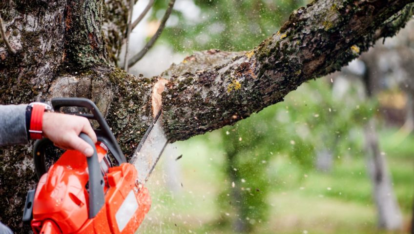 4 Things to Look for in a Tree Removal Service