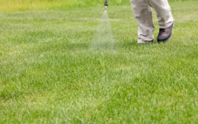 7 Steps To Revitalize Your Lawn In Minnesota
