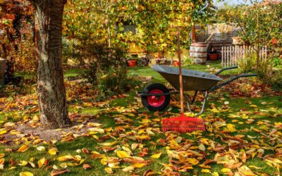 Fall Lawn Care and Watering Guide