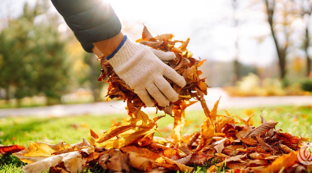 fall clean-up