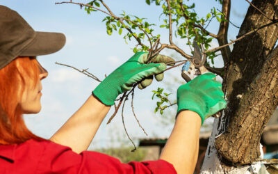 How To Prune Trees and Shrubs: Your Guide To Pruning
