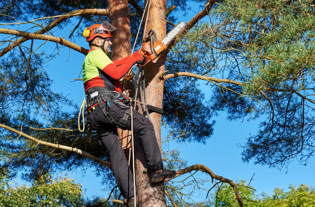 4 Benefits Of Tree Trimming in Minnesota