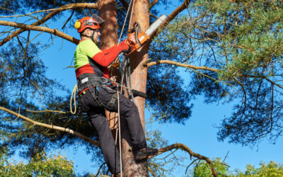 4 Benefits Of Tree Trimming in Minnesota