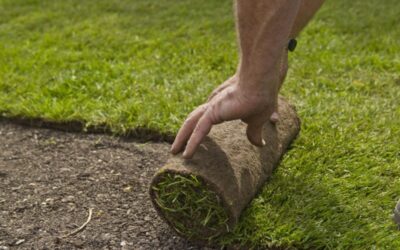 Sod Installation Minnesota: Everything You Need to Know