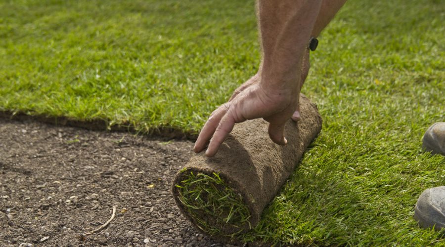 Sod Installation Minnesota: Everything You Need to Know