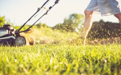 The Ultimate Guide To Summer Lawn Care In Minneapolis MN