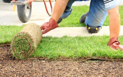 Sod Installation: The Advantages of Sod for Your Lawn