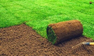 Incorporating Green Grass All Year Round With Sod