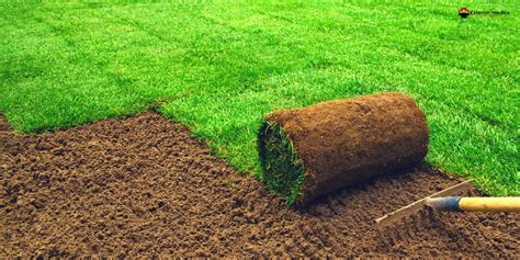 Incorporating Green Grass All Year Round With Sod