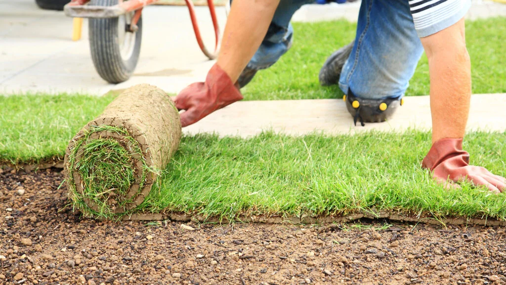 sod installation