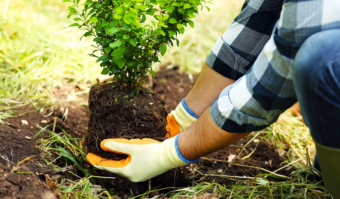 Differences Between A Landscaper And A Gardener