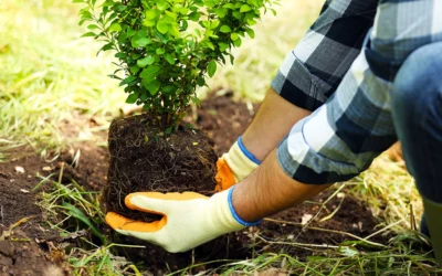 Differences Between A Landscaper And A Gardener